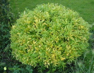 biryuchina2