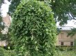 ivaplakuchaya3