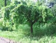 schelkovica- chernaya2