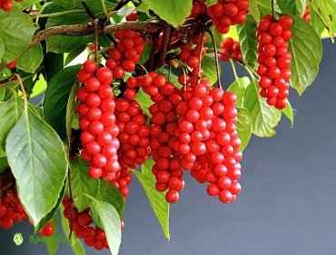 limonnik-kitaiske