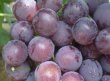roshfor-vinograd