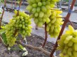 lambordgini2