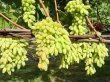 lambordgini