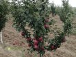 yablonya-red-chif-1
