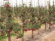 yablonya-red-chif-3