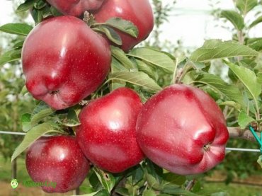 yablonya-red-chif-2