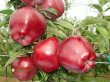 yablonya-red-chif-2